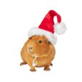 Holiday Guinea Pig Santa Hat