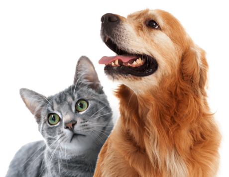 pet products and pet supplements